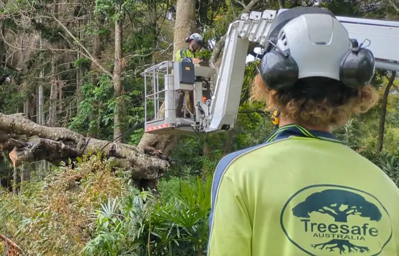 Tree Service Sunshine Coast: The Solution To A Dying Ecosystem.